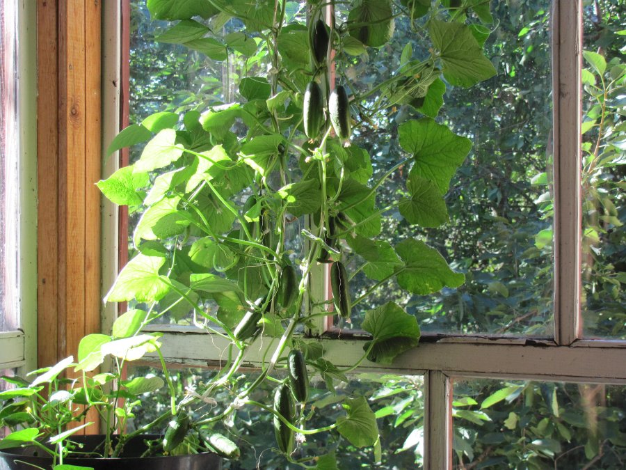 Огурцы на балконе: выращивание и сорта