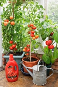 подкормка томатов