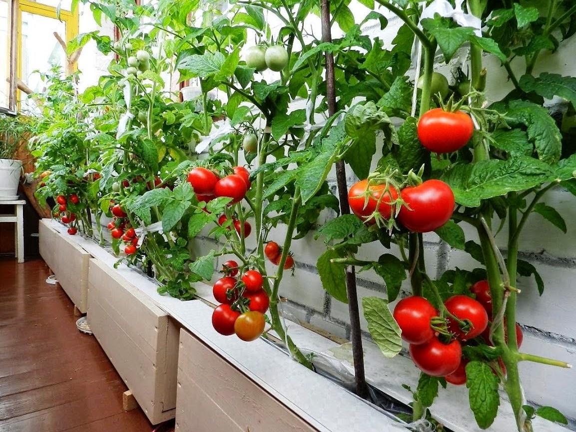 Выращивание помидоров на балконе