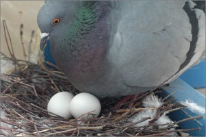 голубиное гнездо
