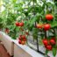 Как вырастить помидоры на балконе?